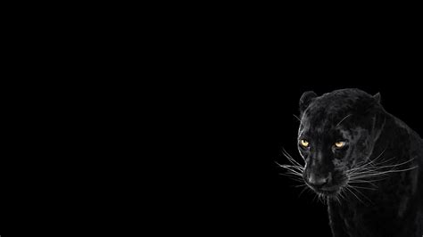 Panther Wallpaper 71 Images