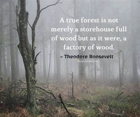 50 Forest Quotes Short Deep Wild Wood Quotes Captions