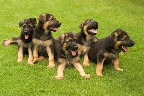 Black And Cream German Shepherd Puppies