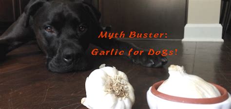 Garlic For Dogs Is Good After All How Much To Feed And More