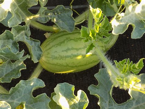 Watermelon Growing General Gardening Growing Fruit