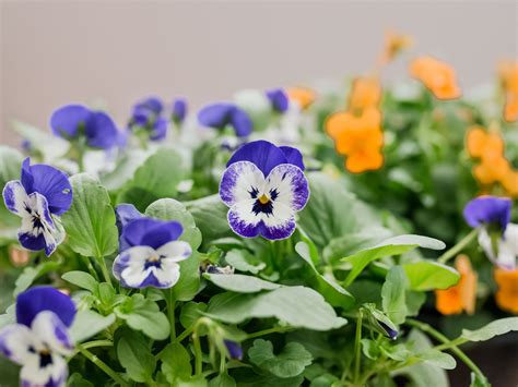 Gainesville Landscape Flower Of The Month Winter Violas The Masters