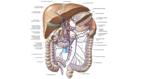 Alle diese organe kommen, wenn auch nicht gleich häufig, als ausgangspunkt von bauchschmerzen infrage. ANATOMIE BAUCHORGANE PDF