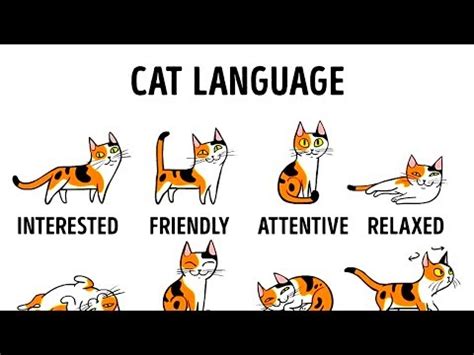 We understand and agree that they are family too, and deserve to be with us every step of the way. How to Understand Your Cat Better - I Can Has Cheezburger?