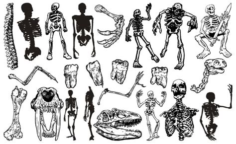 Skeletons Vector Pack For Adobe Illustrator