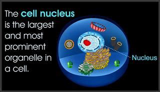 All living cells have something known as a cell membrane. Nuclear Membrane Function