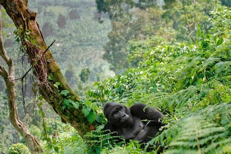 How To Go Mountain Gorilla Trekking In Uganda