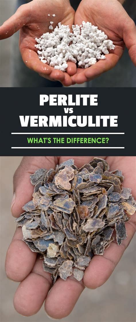 Placing ficus bonsais' pots on gravel trays that have water and keeping them away from radiators. Perlite vs. Vermiculite: What's the Difference? | Garden ...
