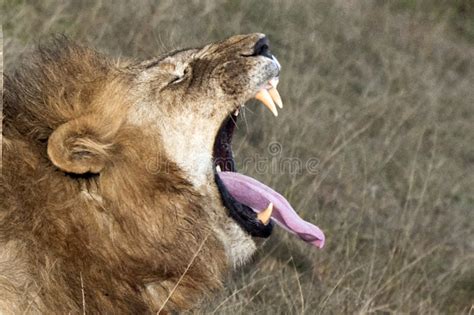Lion Yawning Wide Open Mouth Stock Photo - Image of animal, lion: 8098838