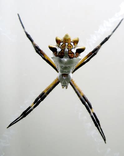 Silver Garden Spider Argiope Argentata 3 Going Back Th Flickr