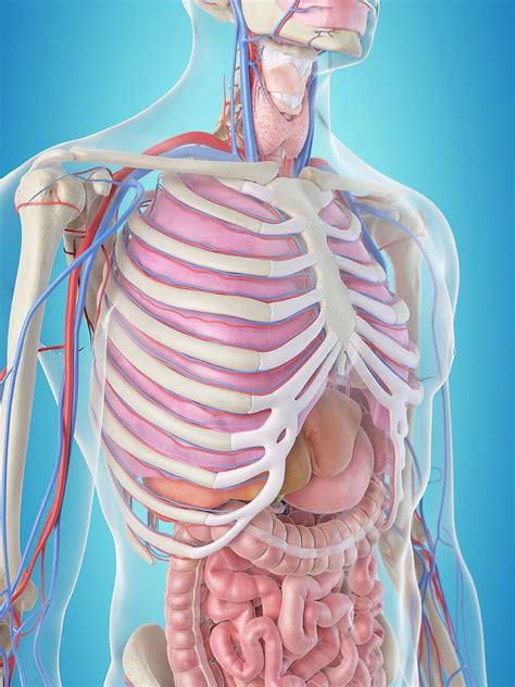 Human Internal Organs Photograph By Sciepro Fine Art America