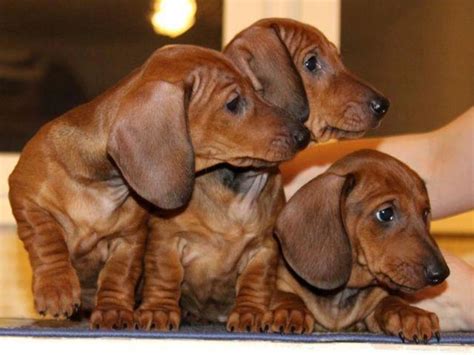 Akc mini smooth dachshund puppies of hidden cedars. AKC Standard smooth coat Dachshund puppies for Sale in ...