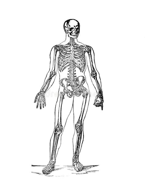 Skeletal System Structure Of A Human Body From The Book Of Stock