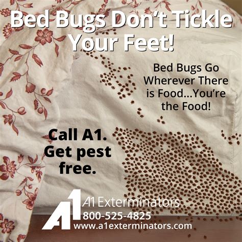 Stop Bed Bugs In Their Tracks With A1 Exterminators A1 Exterminators