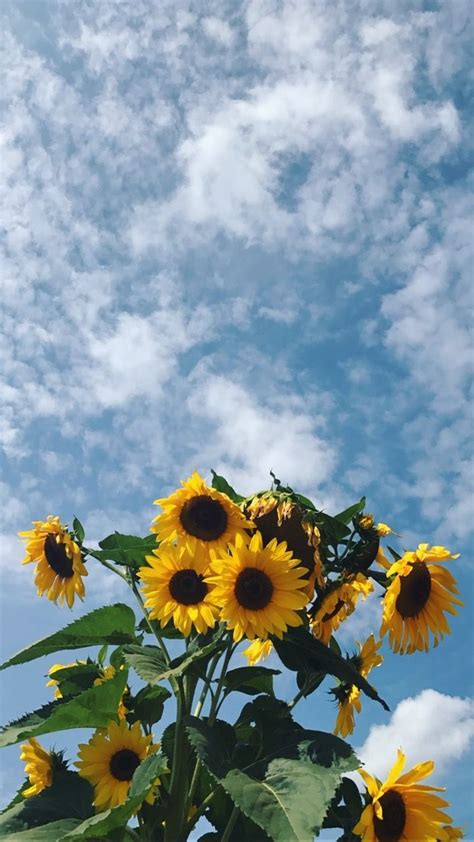 Free Download Sunflower Field Dengan Gambar Fotografi Seni Wallpaper