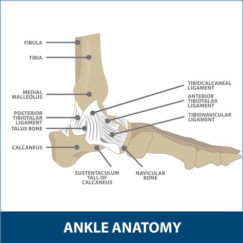 Total Ankle Replacement Florida Orthopaedic Institute