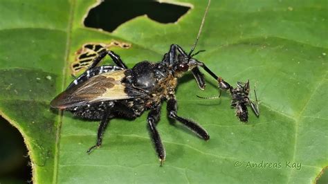 Assassin Bug With Ant From Ecuador Youtube
