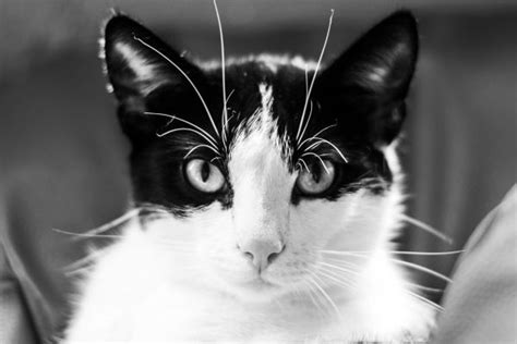 Free Images Black And White Animal Coat Close Up Nose Whiskers