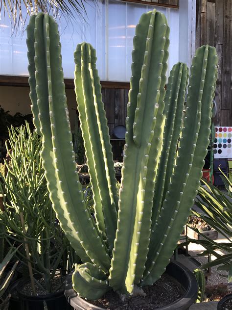 Cereus Peruvianus Cactus Plants Cacti And Succulents Suculents