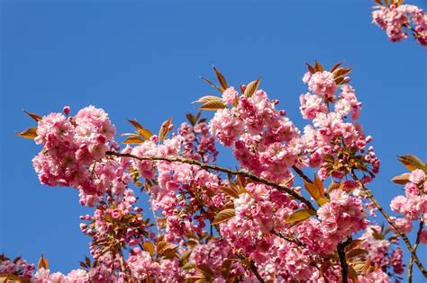Premium Photo Japanese Cherry Blossom Branch In Spring