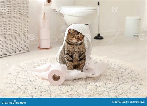 Cute Cat Playing With Roll Of Toilet Paper Stock Photo Image Of