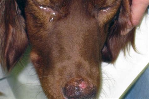Leishmaniosis en perros Qué es Síntomas Prevención y Tratamiento