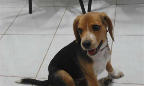 Cadela Da Raça Beagle Morre Devido A Intenso Calor Em São Gonçalo