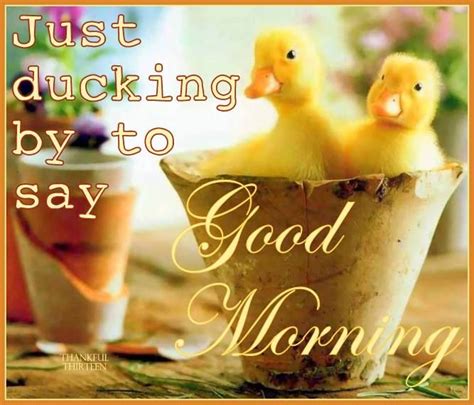 Ducking By To Say Good Morning Pictures Photos And Images For