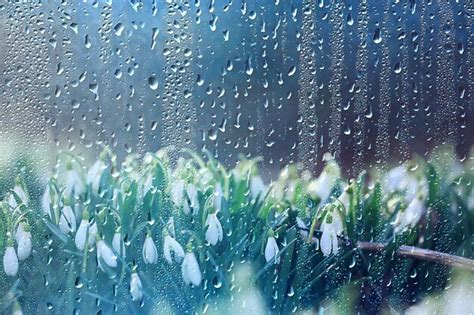 Premium Photo Spring Flowers Snowdrops Rain Background Beautiful