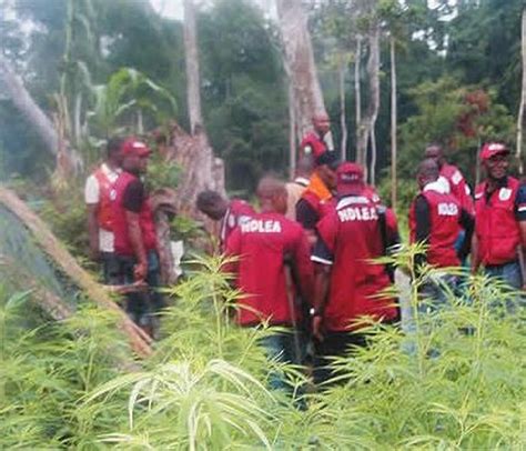3, 1995 enacted by the regime of general sani abacha See The Shocking Kilograms Of Cannabis Discovered By NDLEA ...