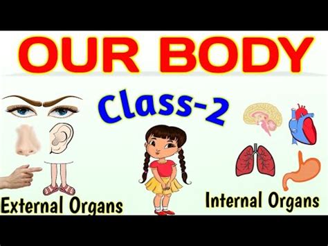 Our Body Class External Organs Internal Organs And Sense Organs Science Evs Youtube