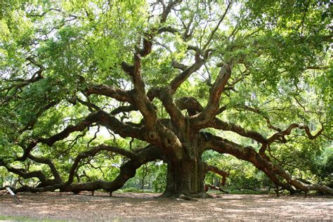The 1500 Years Old Fairy Talesque Angel Oak Tree On Johns Island