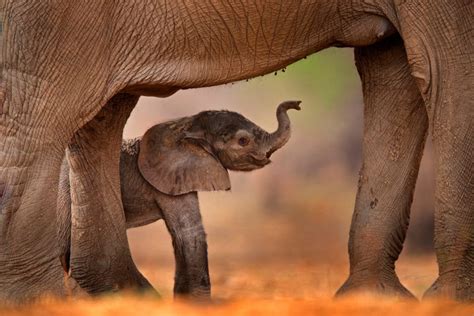 How Much Does A Baby Elephant Weigh More Than The Average Human
