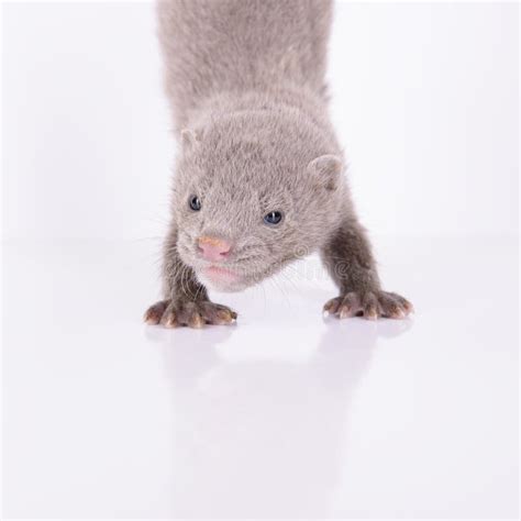 Evil Ferret Isolated Stock Photos Free And Royalty Free Stock Photos