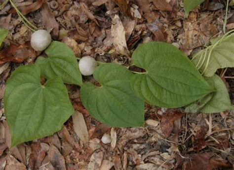 Laura at garden answer provides a step by step guide in this video. Sustainability-Air Potatoes - UF/IFAS Extension