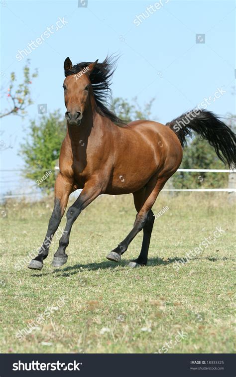 للاعلانات واتس اب 00966 508393223. Brown Arabian Horse Running Stock Photo 18333325 ...