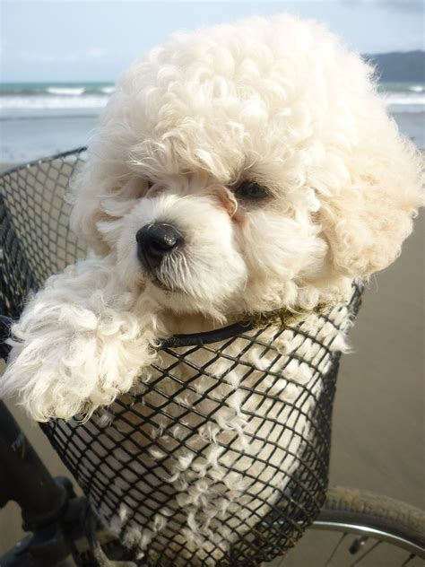 You can use malacetic shampoo. Mini Poodle Puppy In A Basket Free Stock Photo - Public Domain Pictures