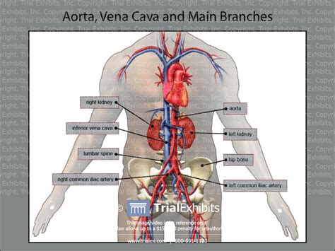 Aorta Vena Cava And Main Branches Trialexhibits Inc