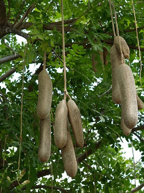 Polynesian Produce Stand African Fruit Tree Sausage Tree Live Rare