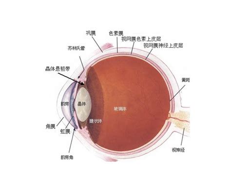 人体眼睛内部解剖图 人体解剖图医学图库