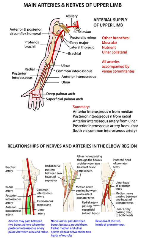 Instant Anatomy Upper Limb Nerves Nerve Lesions Ulnar Nerve At Images