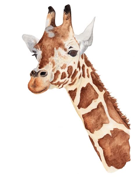 Premium Vector Watercolor Portrait Of A Giraffe