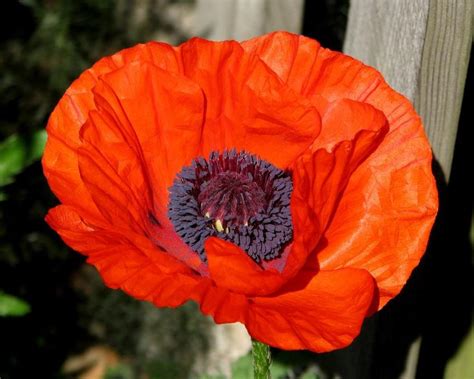 Poppies Oriental Poppy Plant Care And Collection Of Varieties Poppies Plants