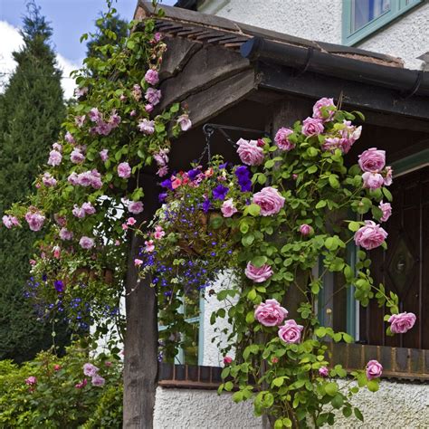 9 Types Of Climbing Roses