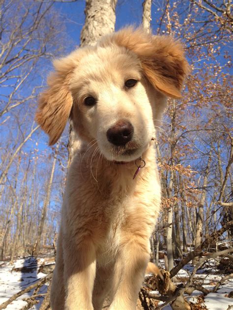 From puppies to dogs, learn more about your favourite breed here. White maremma sheepdog/golden retriever mix puppy ...