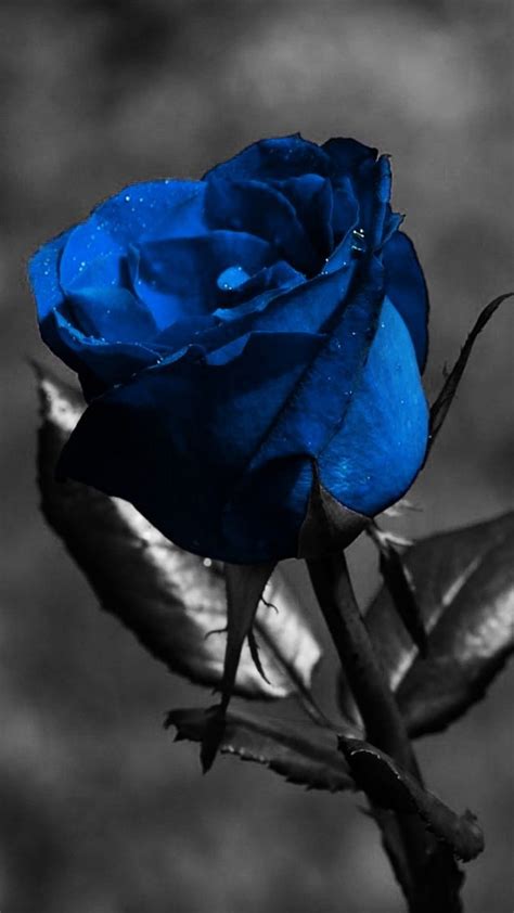 Blue Rose Images Hd Wallpaper Infoupdate Org