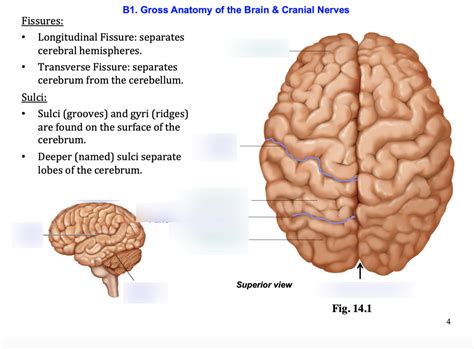 Brain Anatomy Diagram Quizlet
