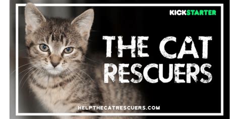 The Cat Rescuers Documentary Saving Lives And Raising Awareness About