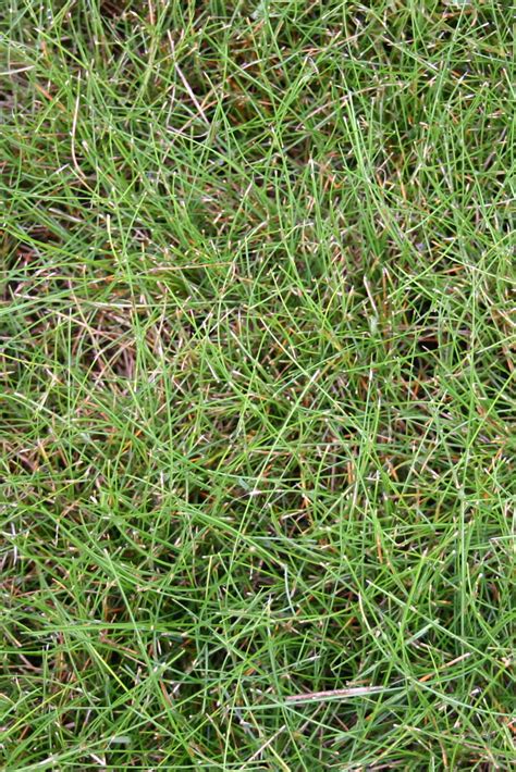 Slender Creeping Red Fescue