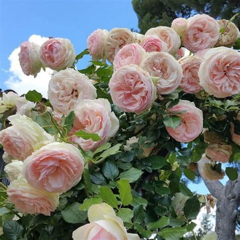 Pierre De Ronsard Eden Rose Катерлива роза Famous Roses World